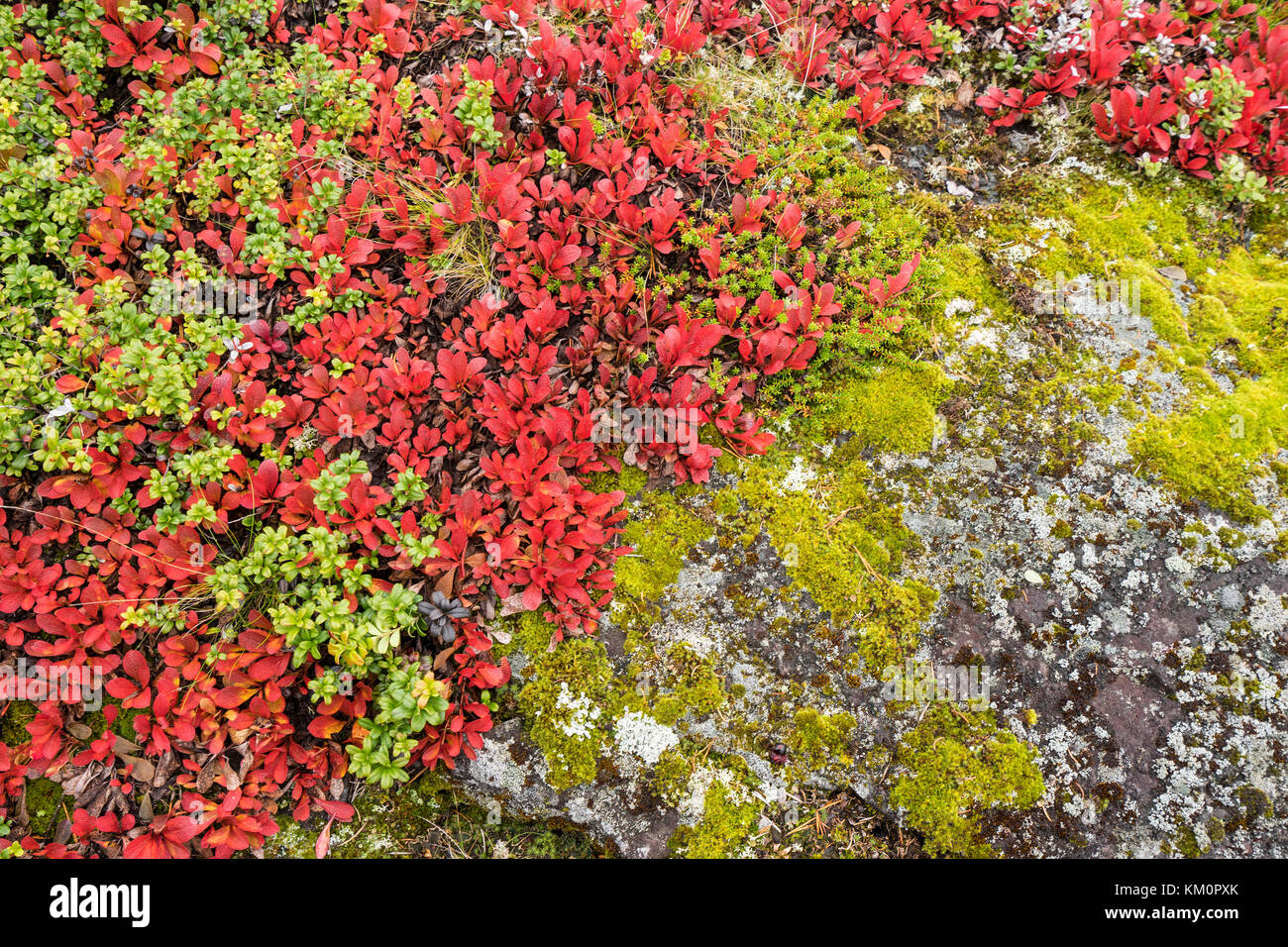 Bearberry in autumn. Fall colors - ruska time in Lapland. Finland, Nordic countries in Europe Stock Photo
