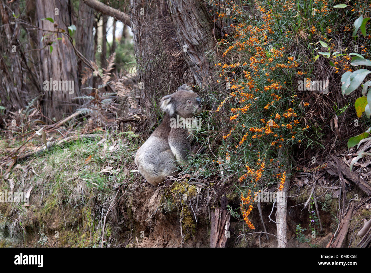 Koala bear on a rare descent to the ground in its natural habitat Great Otway National Park Victoria Australia Stock Photo