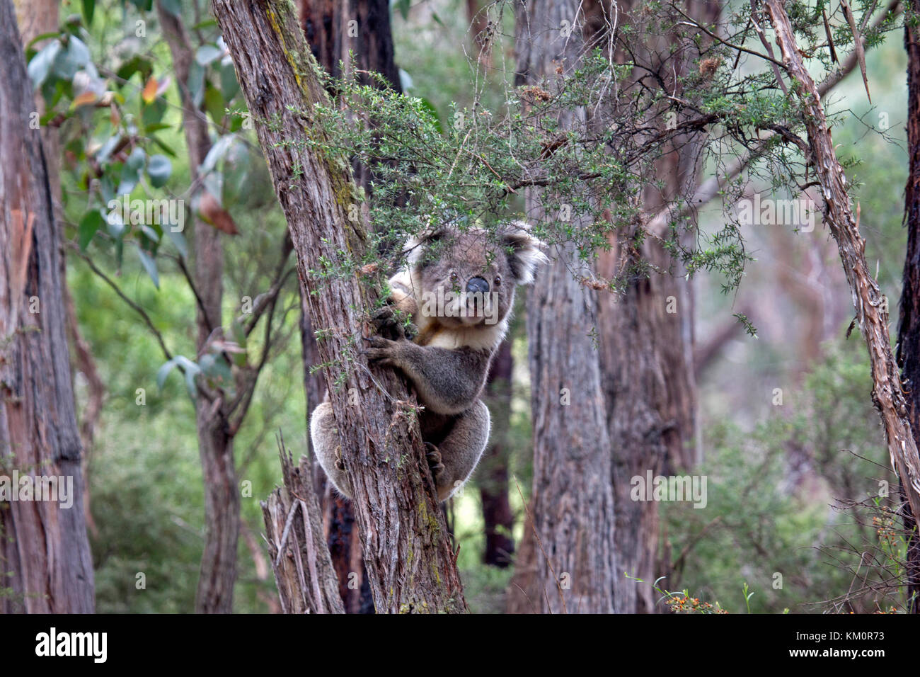 Koala bear in its natural habitat Great Otway National Park Victoria