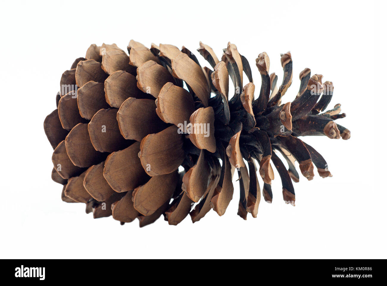 Large Pine Cone High Resolution Stock Photography and Images - Alamy