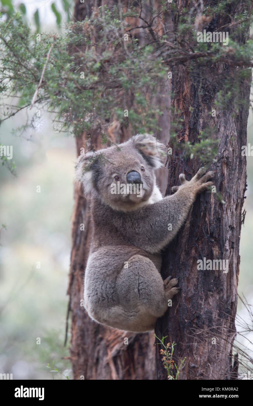 Koala bear in its natural habitat Great Otway National Park Victoria Australia Stock Photo