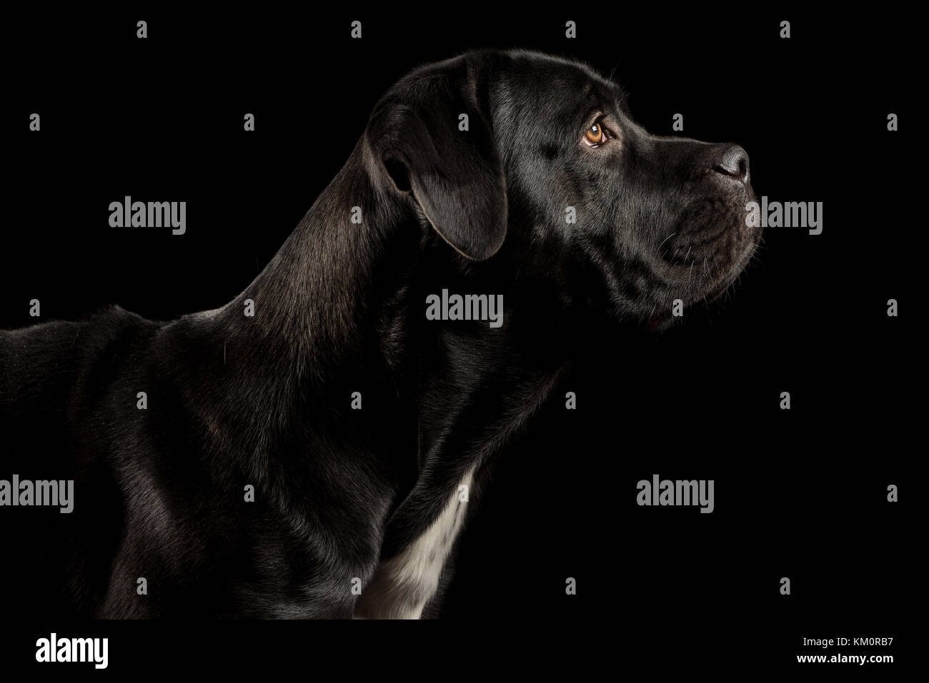 Portrait Of A Cane Corso Dog Breed On A Black Background