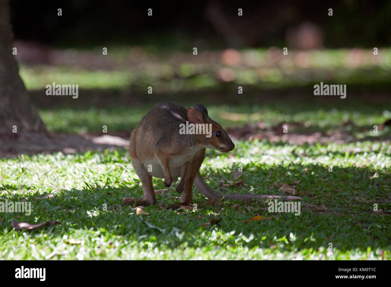 Red legged pademelon in Queensland Australia Stock Photo Alamy
