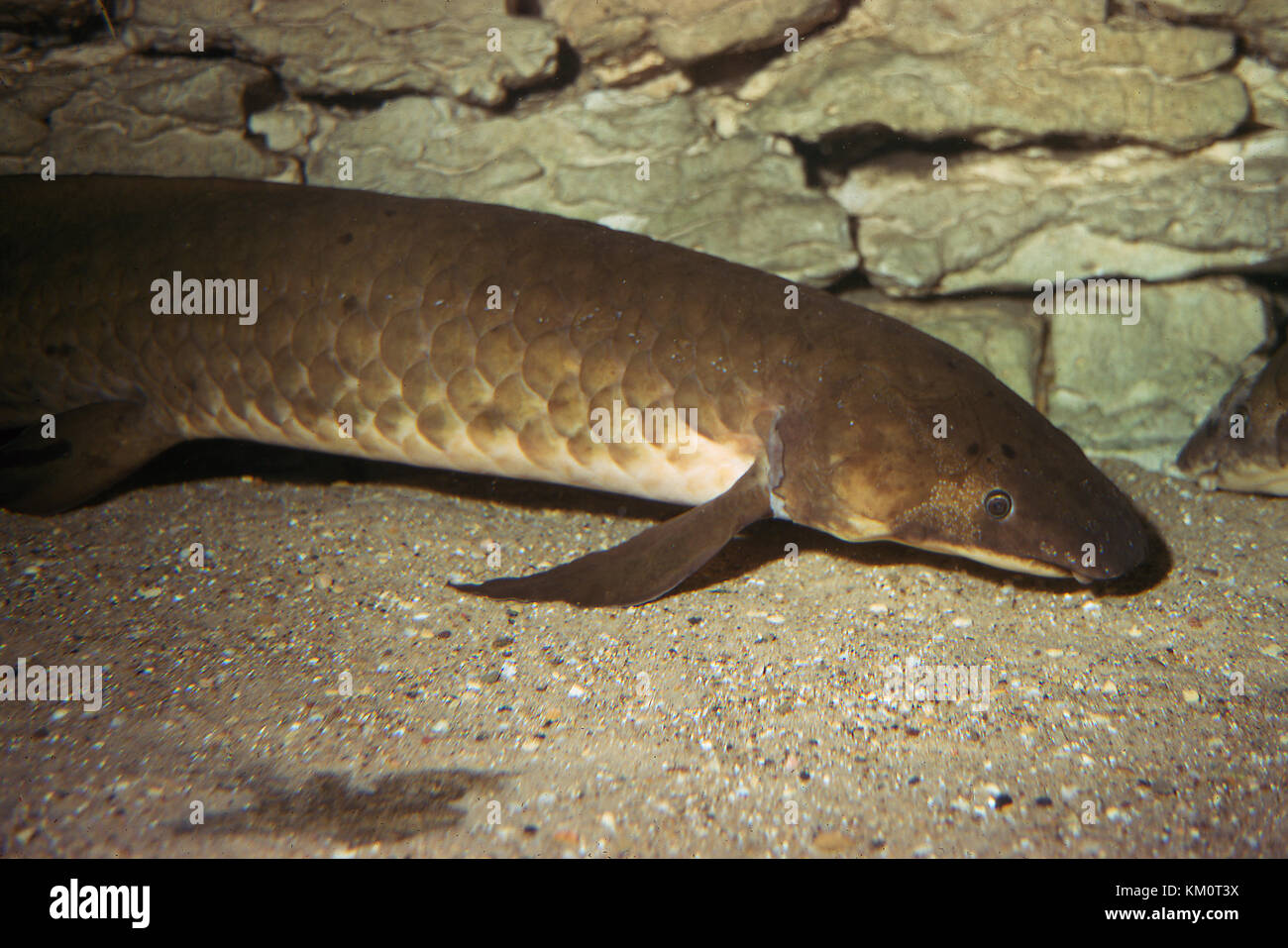 Australian lungfish hi-res stock photography and images - Alamy