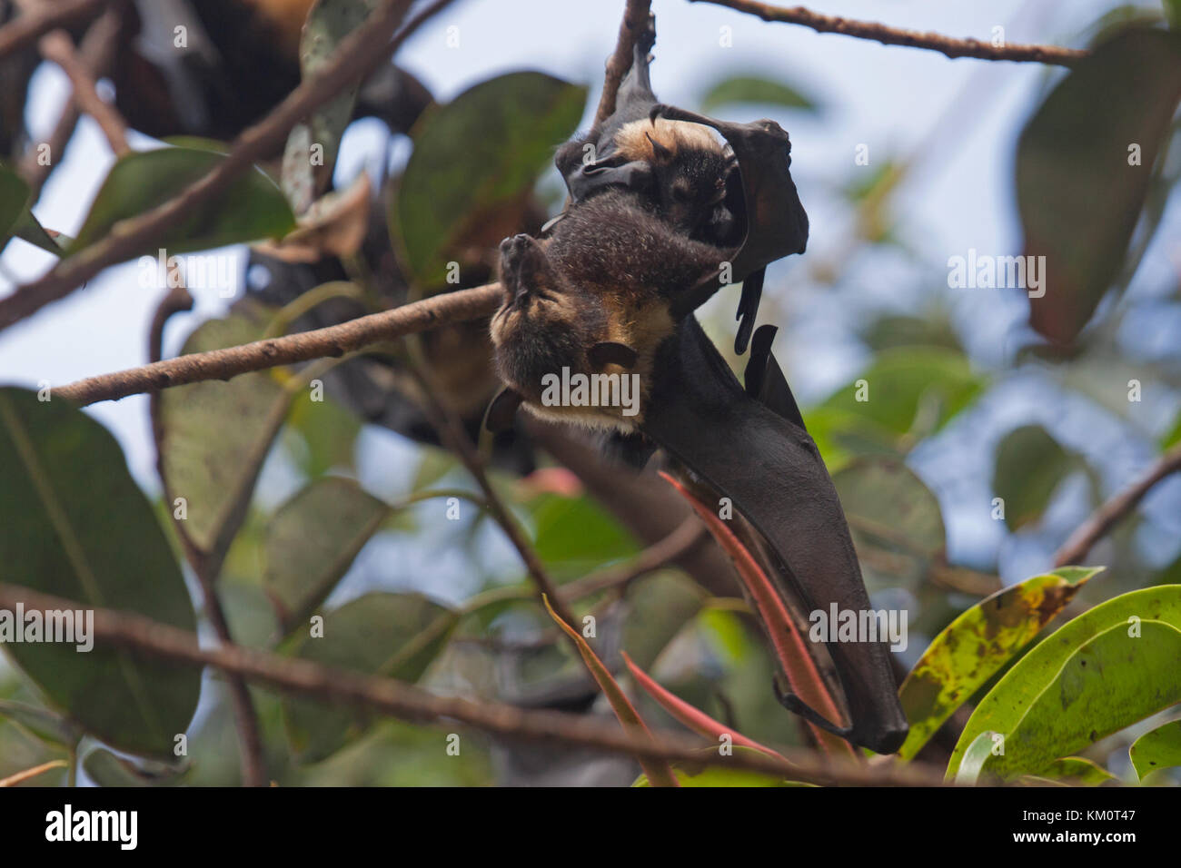Spectacled flying fox with young in colony in Cairns Queensland Australia Stock Photo Alamy