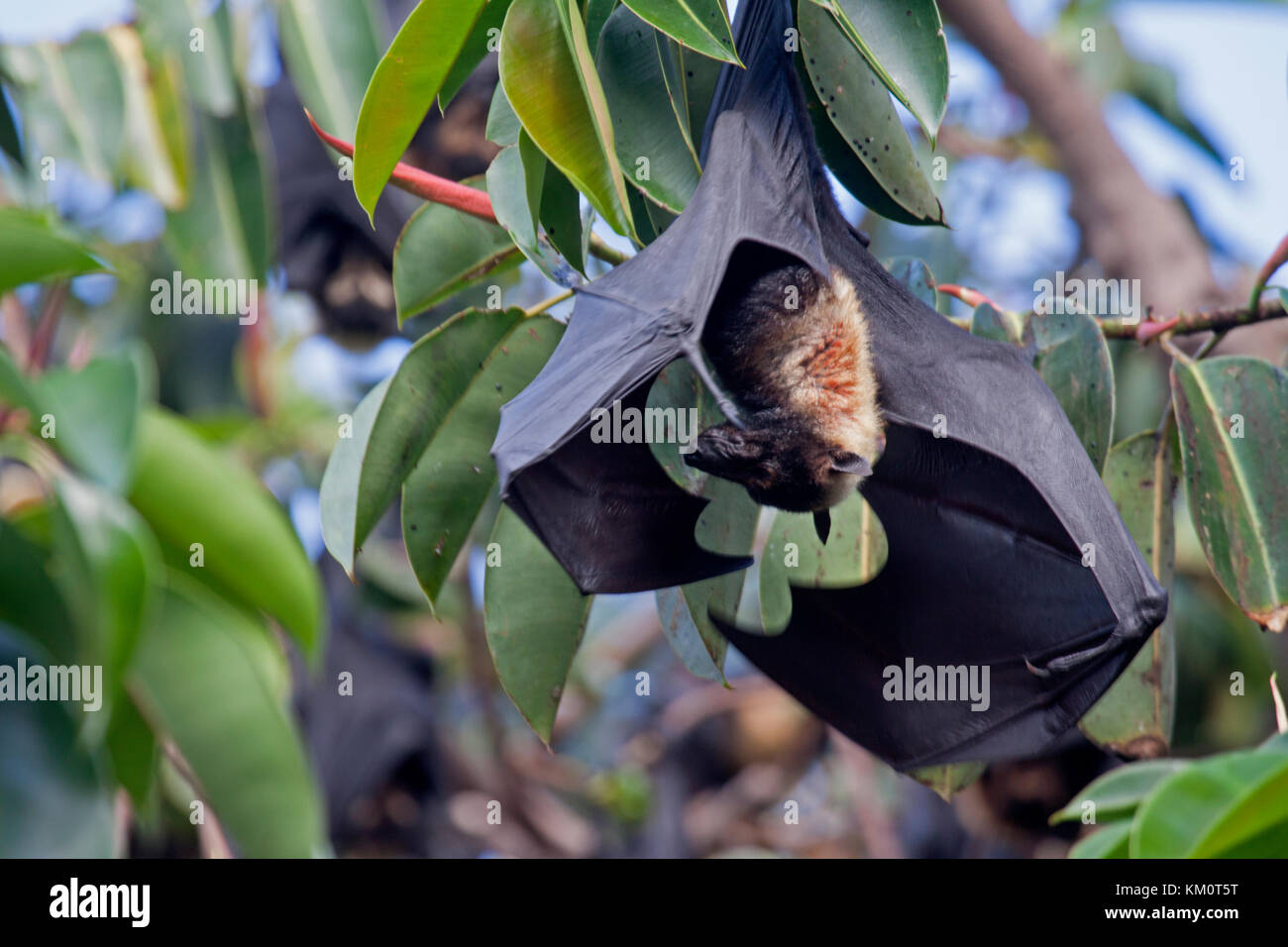 Australian flying fox hires stock photography and images Alamy