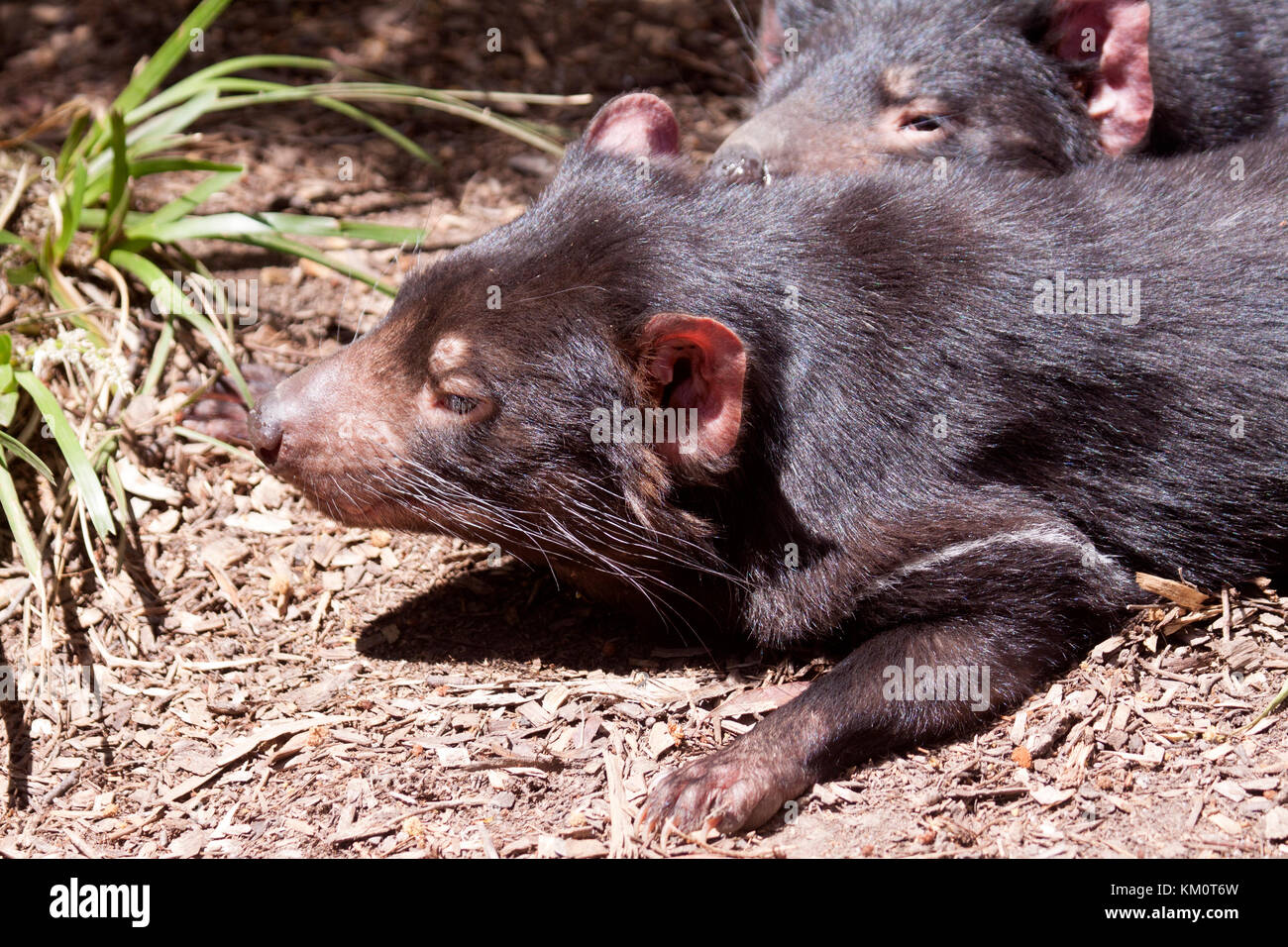 Tasmanian devils in wildlife park in Ballarat Victoria Australia Stock Photo