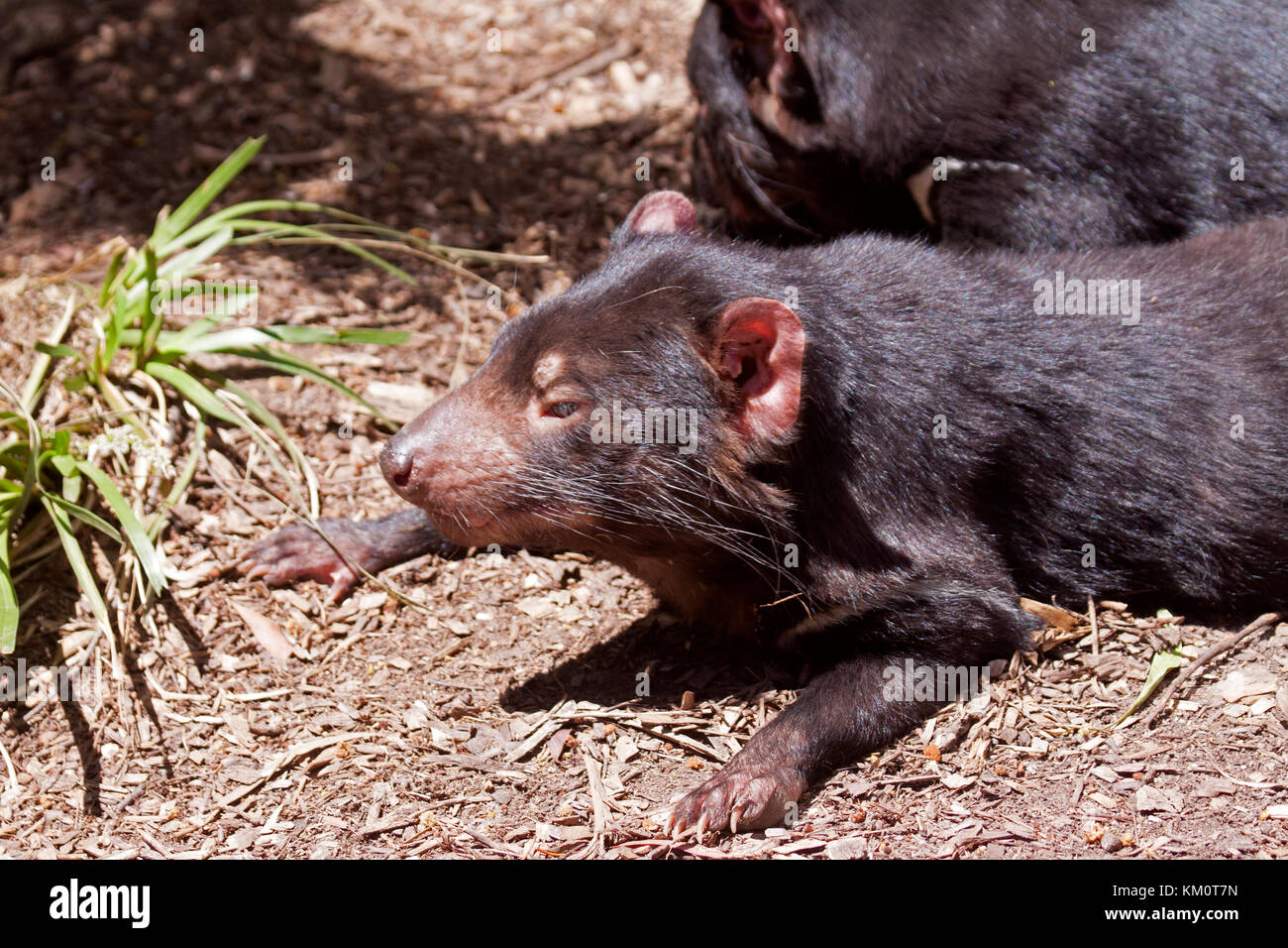 Tasmanian devils in wildlife park in Ballarat Victoria Australia Stock Photo