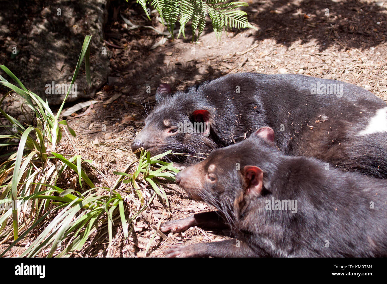 Tasmanian devils in wildlife park in Ballarat Victoria Australia Stock Photo