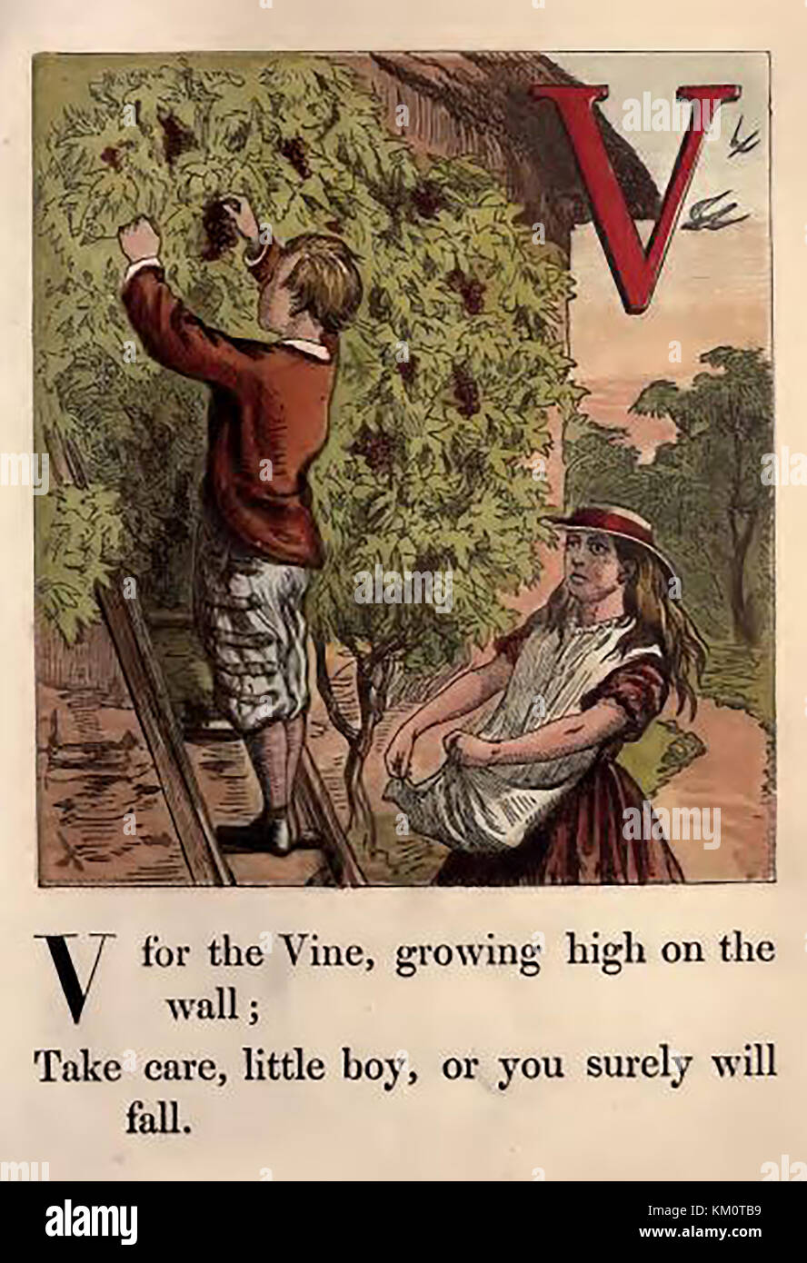 An historic  coloured Victorian children's ABC book illustration - V for Vines Stock Photo