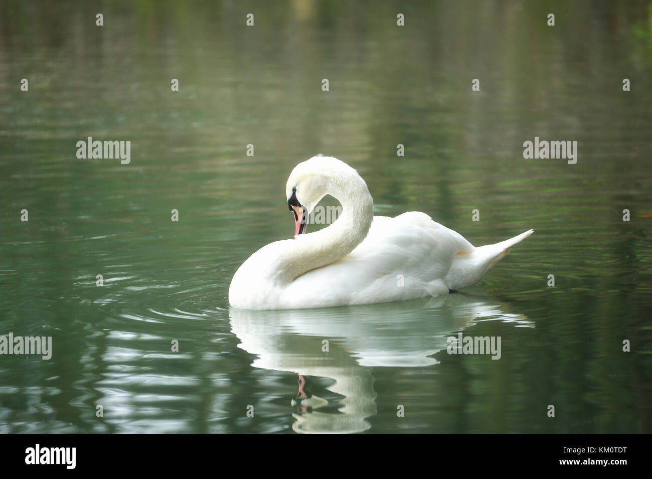 White swan portrait. Swan swimming on a river Stock Photo - Alamy