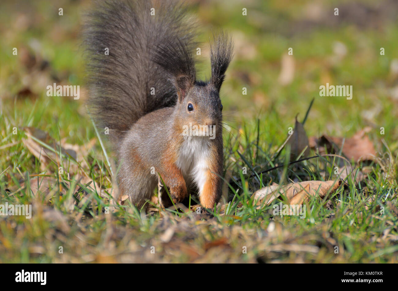 Red forest squirrel playing outdoors. Stock Photo