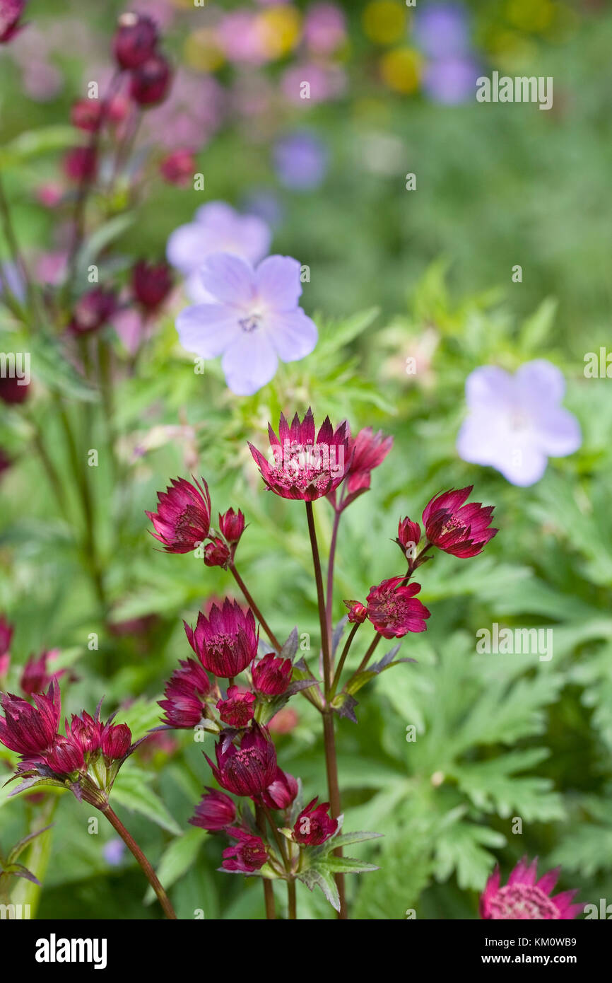 Astrantia and geraniums in an herbaceous border. Stock Photo