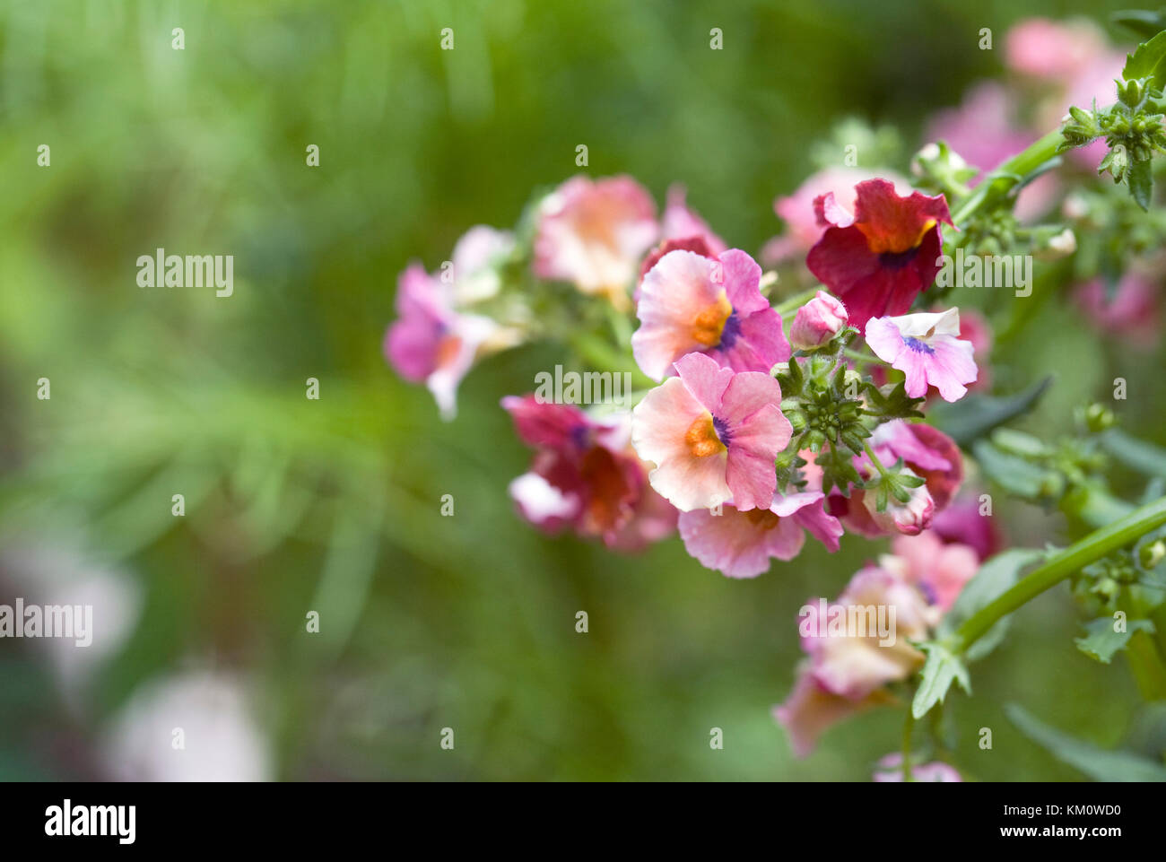 Nemesia (Nesia Series) 'Tropical' flowers Stock Photo Alamy