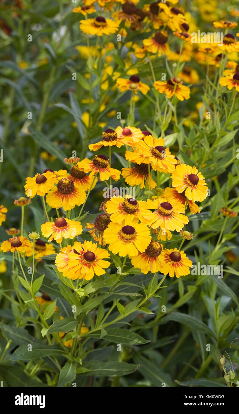 Helenium cultivar hires stock photography and images Alamy