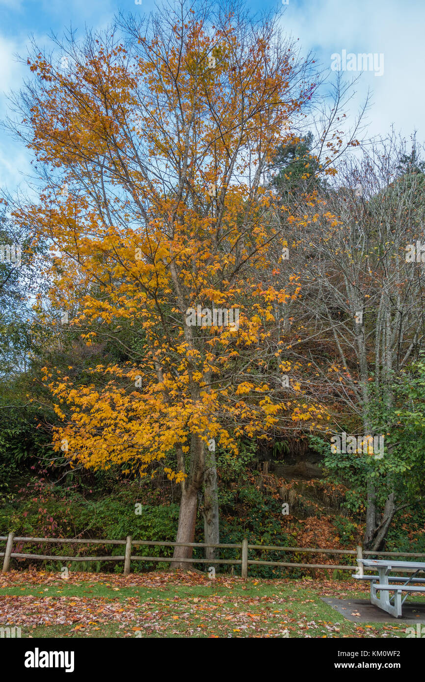 Fall leaves adorn this tree in Des Moines, Washington Stock Photo Alamy