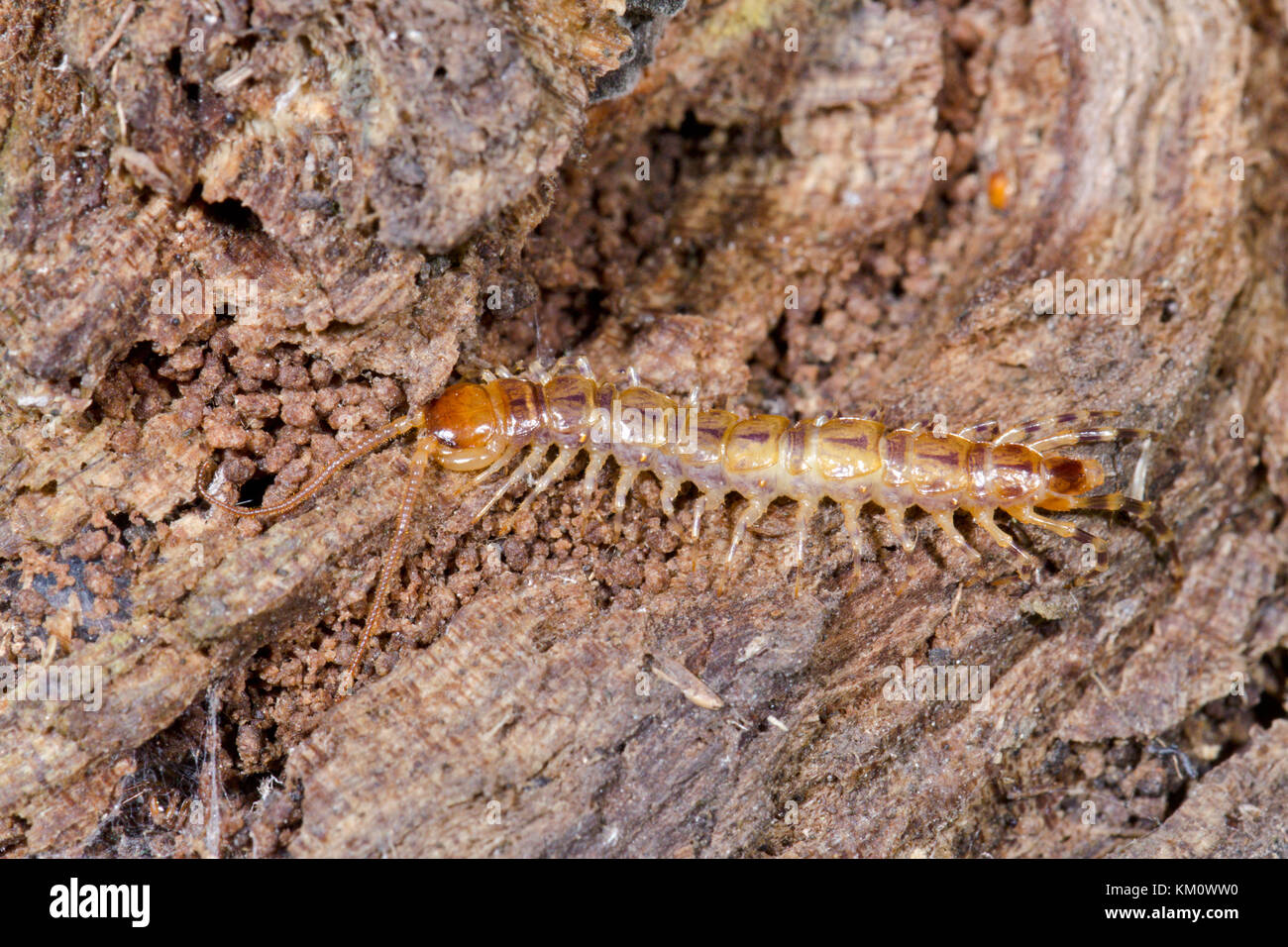 Banded Centipede (Lithobius variegatus) Sussex, UK Stock Photo