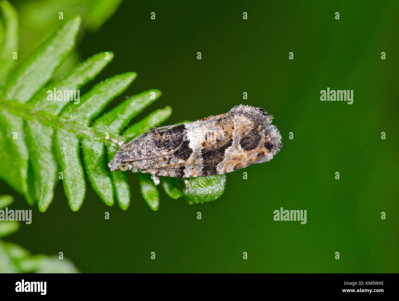 Diamond-back Marble Micro Moth (Eudemis profundana). Sussex, UK Stock Photo
