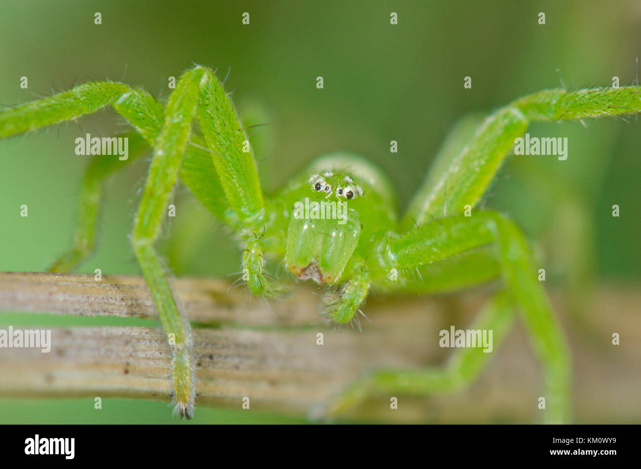 Green Huntsman Spider (Micrommata virescens) Female. Sussex, UK Stock