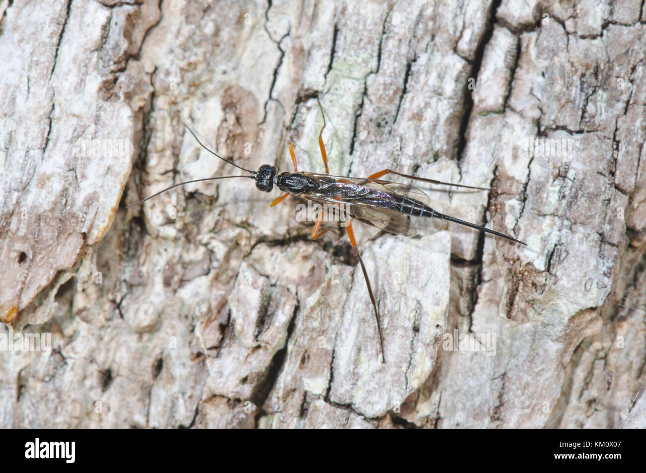 Female Ichneumonid Darwin Wasp searching for host in dead wood. Sussex, UK Stock Photo