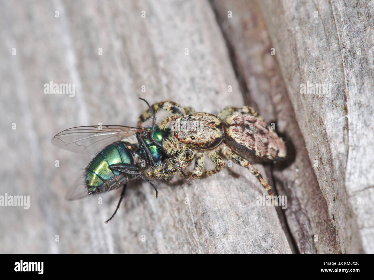 Fencepost Jumping Spider eating Fly  Female (Marpissa muscosa). Sussex, UK Stock Photo