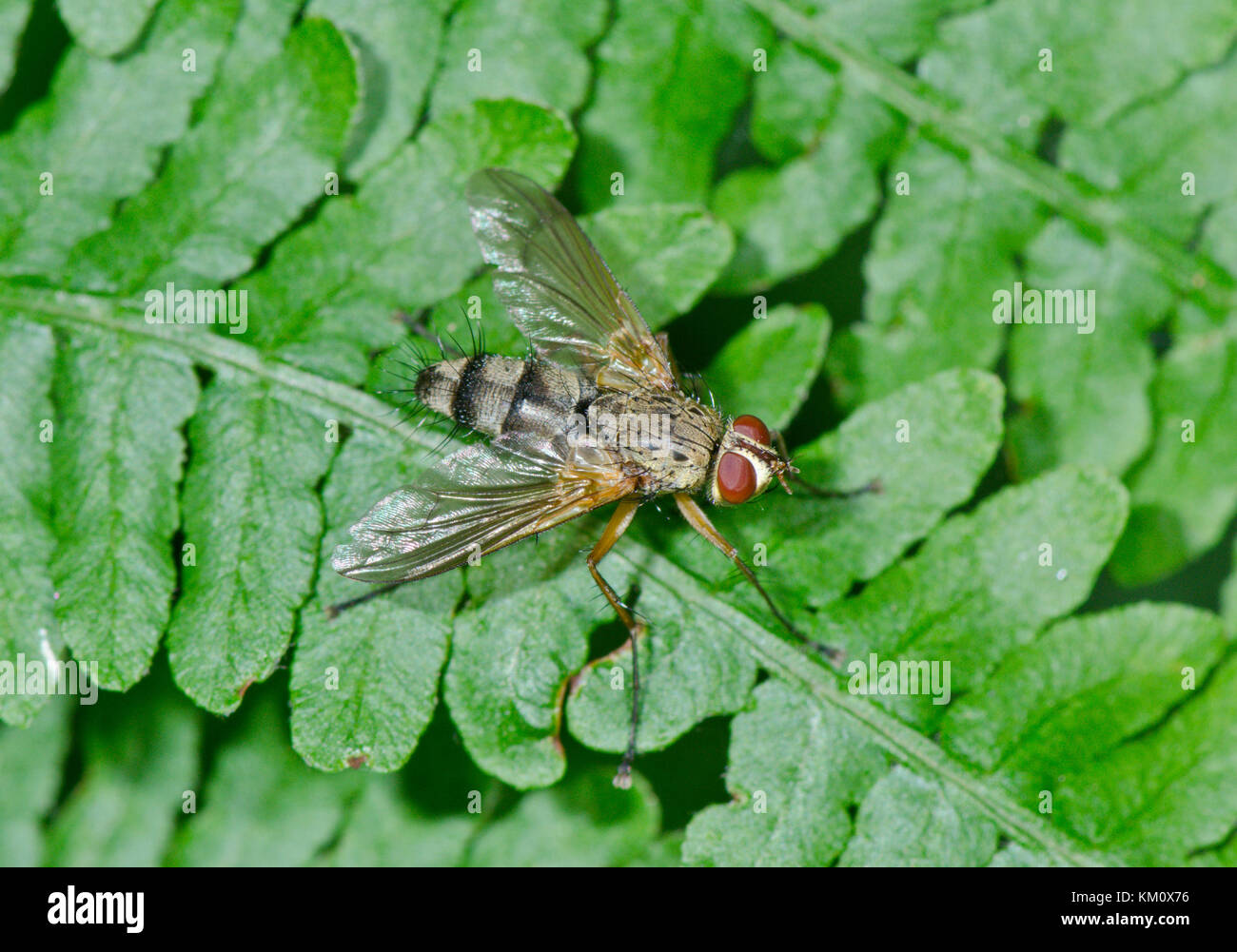 A Long legged Tachinid Fly (Dexia sp) Sussex, UK Stock Photo