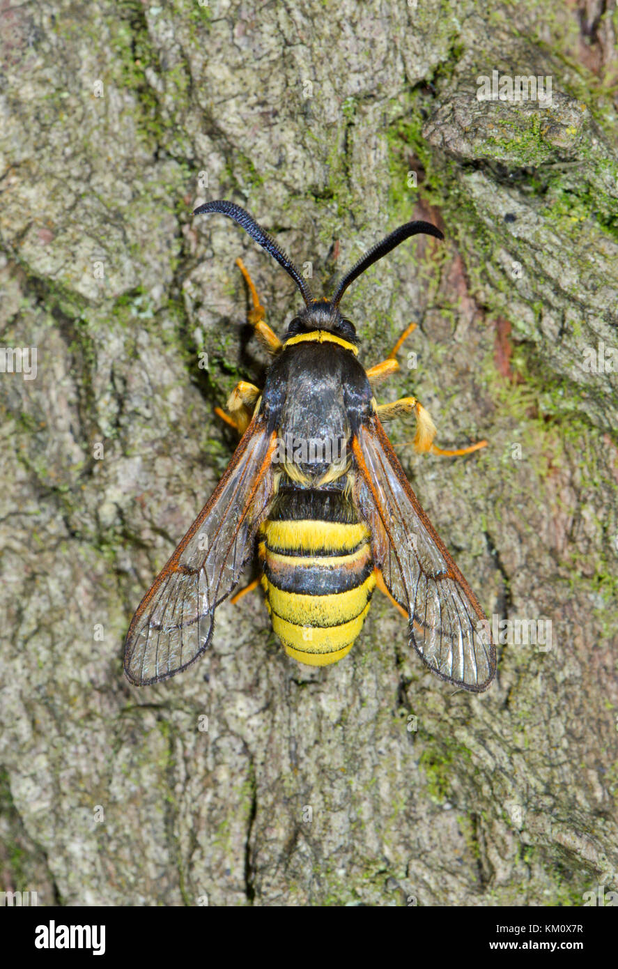 Lunar Hornet Clearwing Moth (Sesia bembeciformis) on Sallow - Sussex, UK Stock Photo