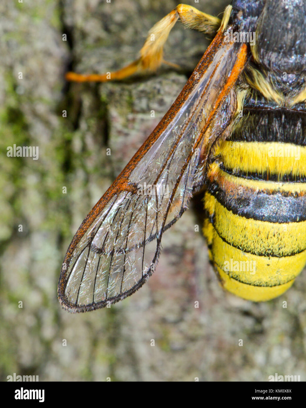 Wing of Lunar Hornet Clearwing Moth (Sesia bembeciformis) showing scales Stock Photo