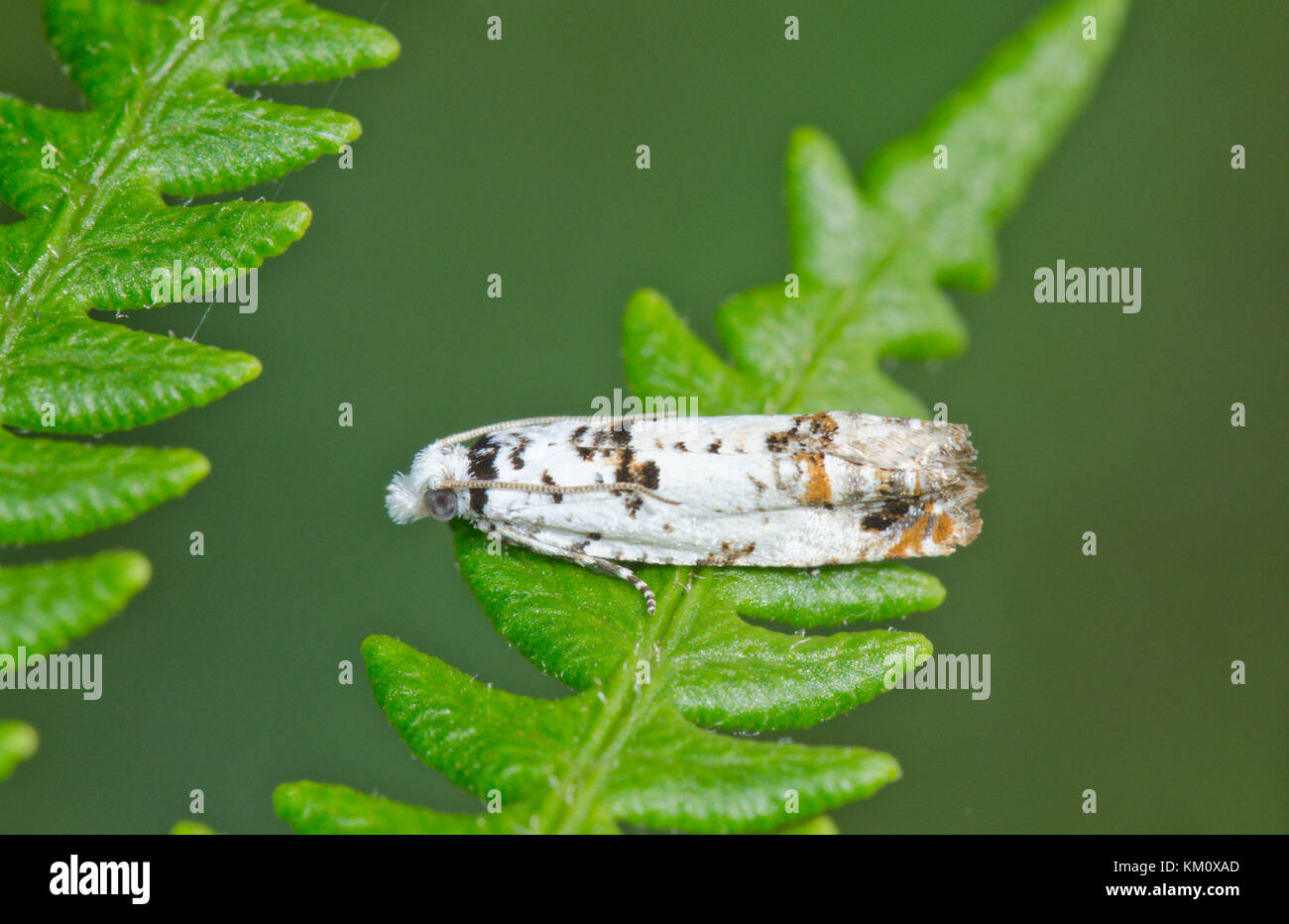 Marbled Bell Micro Moth (Eucosma campoliliana) on Bracken. Sussex, UK Stock Photo