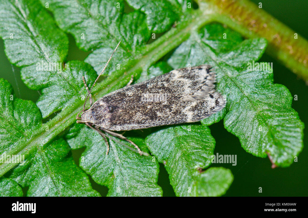 Birch Sober Micro Moth Gelechiidae (Anacampsis blattariella), Sussex, UK Stock Photo