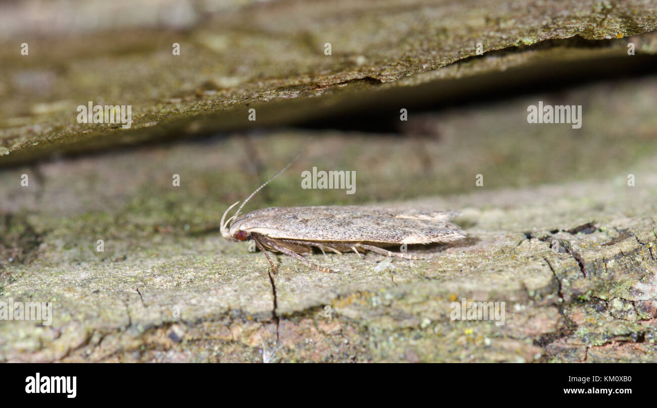 Poplar Sober Micro Moth Gelechiidae (Anacampsis populella) on Sallow, Sussex, UK Stock Photo