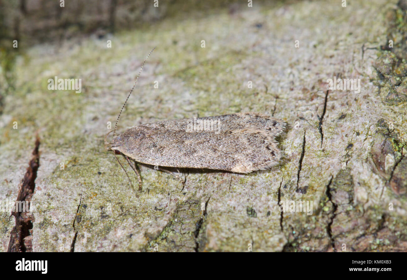 Poplar Sober Micro Moth Gelechiidae (Anacampsis populella), Sussex, UK Stock Photo