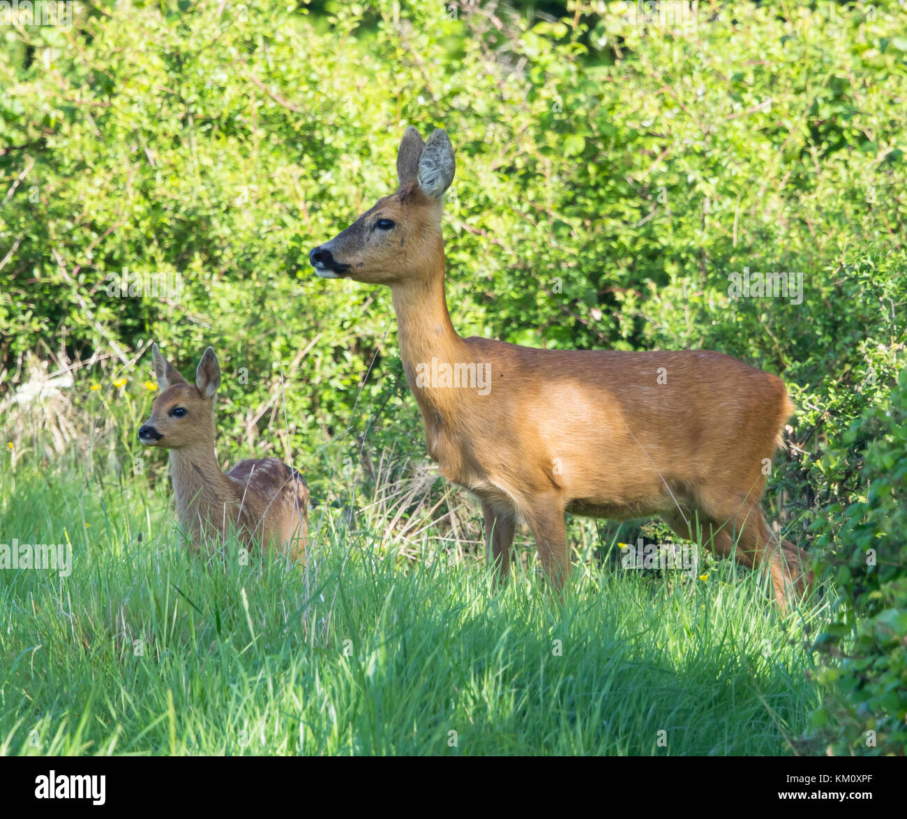 Roe Deer doe with fawn Stock Photo - Alamy