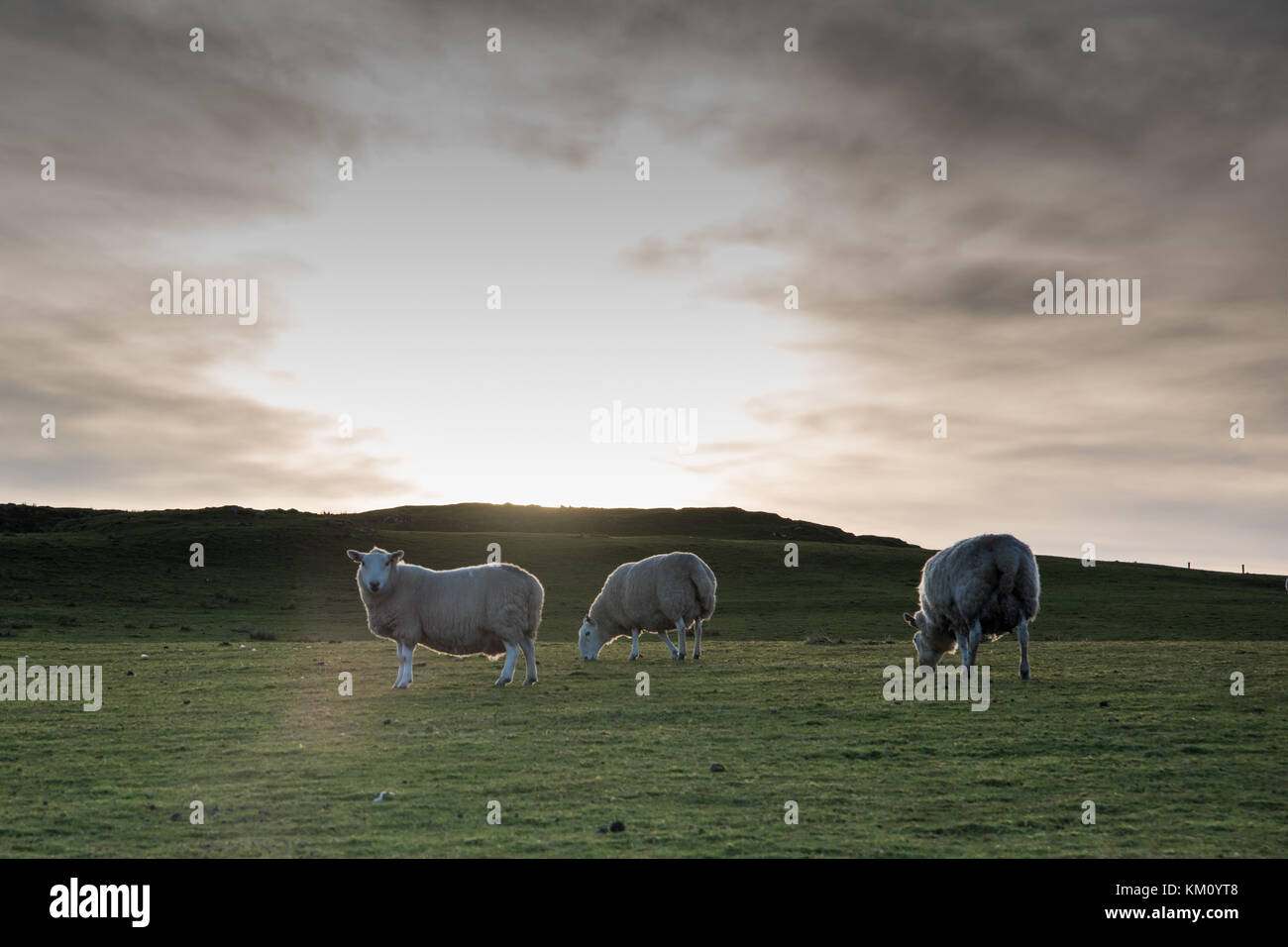 Lambing season - sheep on Scottish hills Stock Photo - Alamy