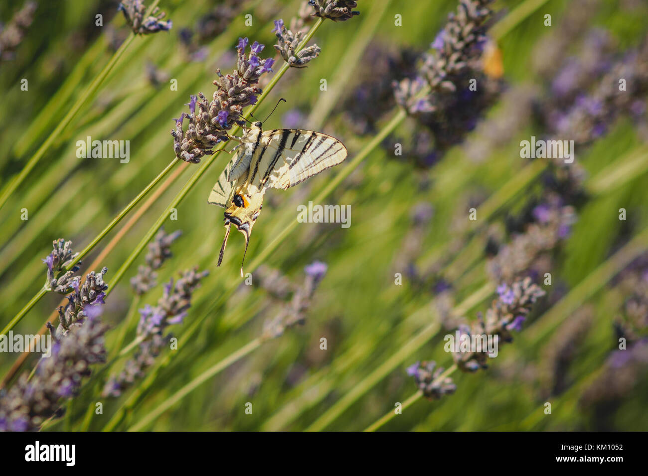 A common yellow swallowtail butterfly (Papilio Machaon) on a lavender flower. Stock Photo