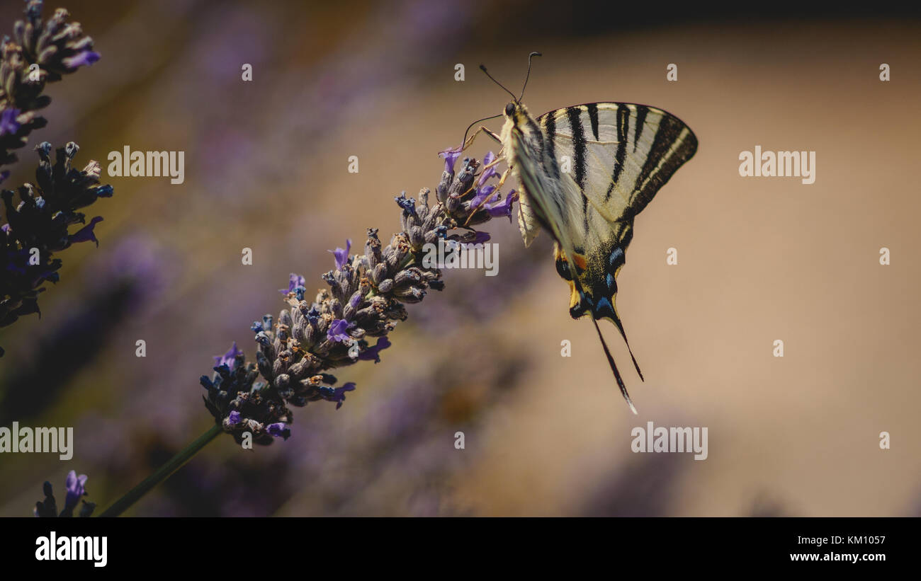 A common yellow swallowtail butterfly (Papilio Machaon) on a lavender flower. Stock Photo