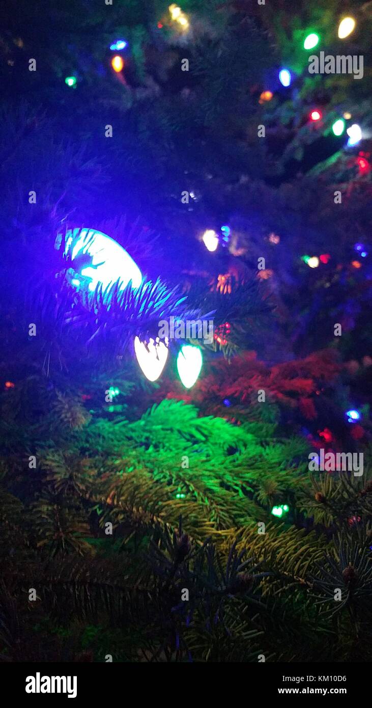 LED Christmas lights on a pine tree Stock Photo Alamy