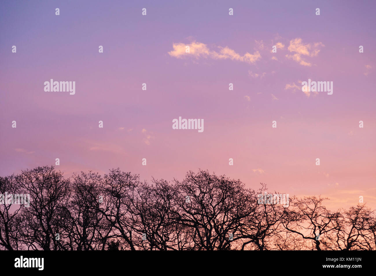Trees and sky at sunset.  Victoria BC Canada Stock Photo