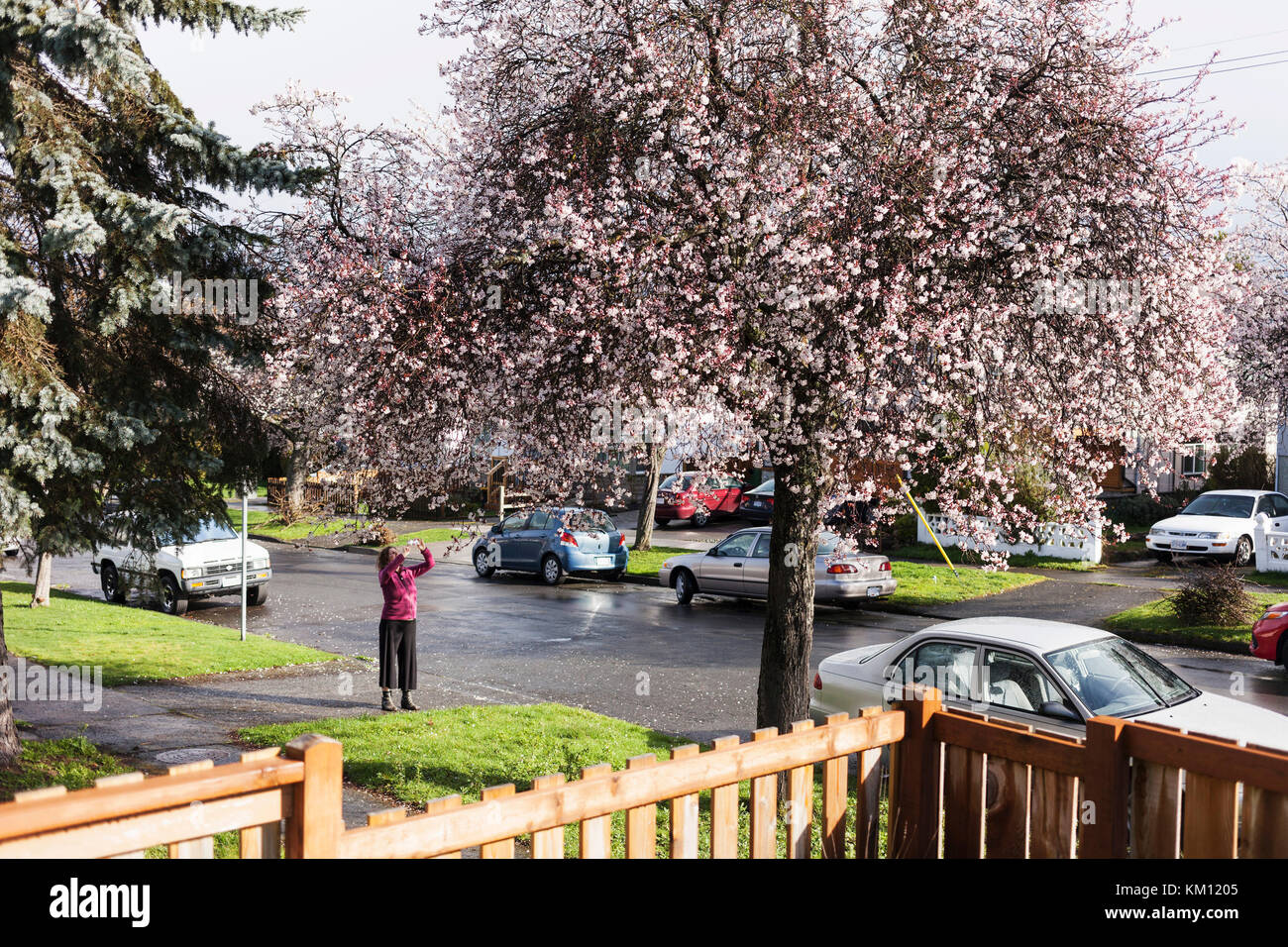 Woman taking photos of cherry tree.  Victoria, BC Canada Stock Photo
