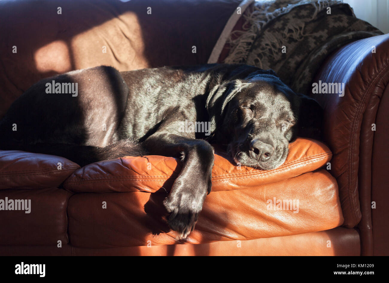 Tired senior dog taking a nap. Stock Photo