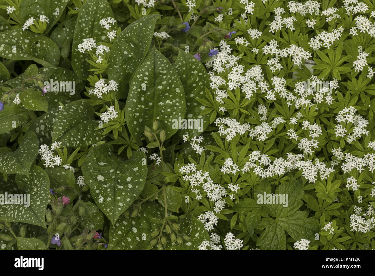 Bethlehem sage, Pulmonaria saccharata, and Sweet Woodruff, Asperula odorata, in wild garden flowerbed, Stock Photo