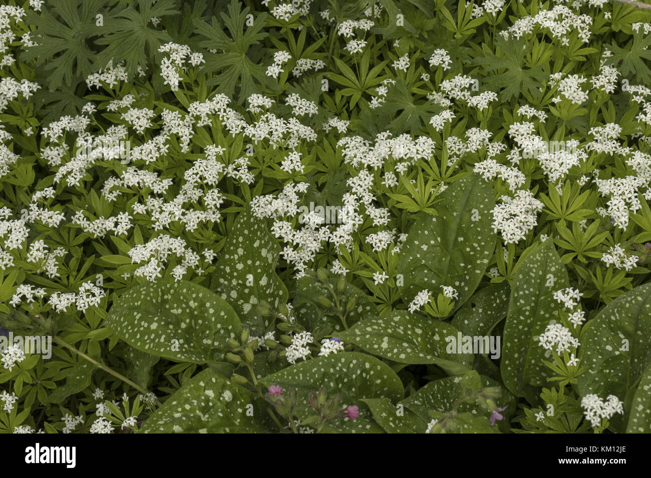 Bethlehem sage, Pulmonaria saccharata, and Sweet Woodruff, Asperula odorata, in wild garden flowerbed, Stock Photo