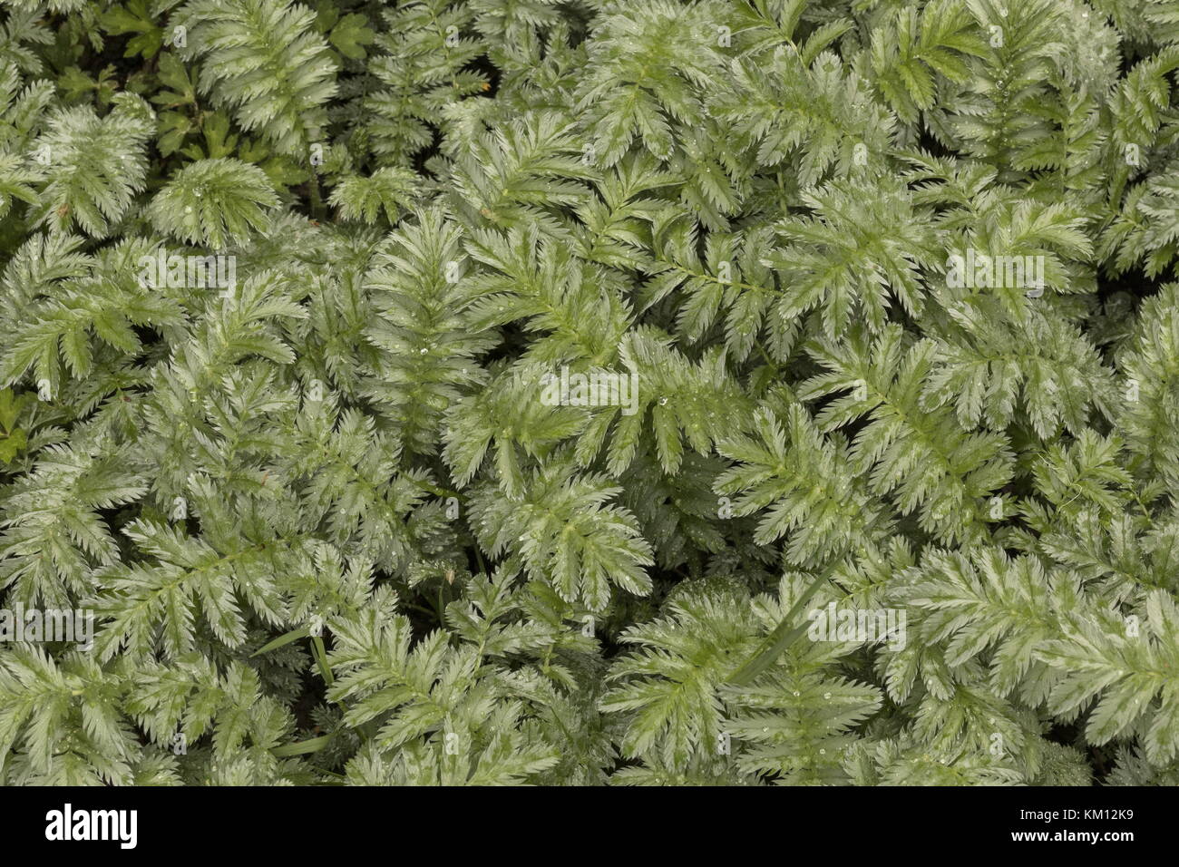 Leaves of Silverweed, Potentilla anserina, in damp grazed pasture. Stock Photo