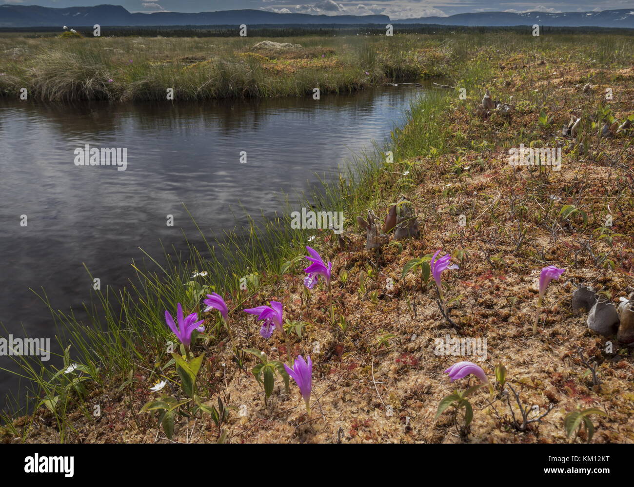 Dragon’s mouth, Arethusa bulbosa, clump by the side of a bog pool, Western Brook, Newfoundland. Stock Photo