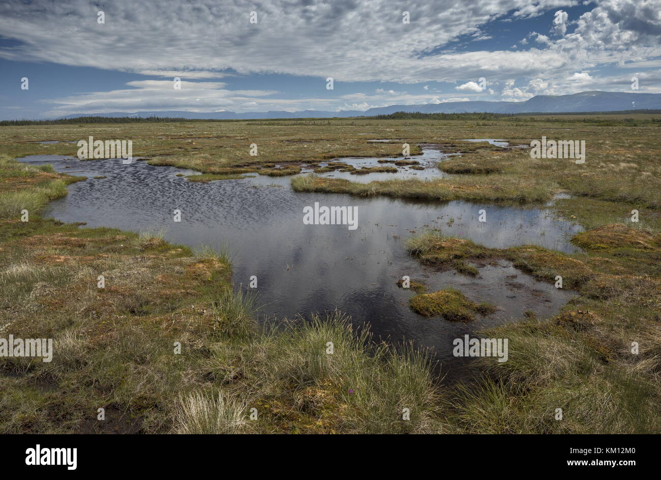 Vast bog with pools at Western Brook, west Newfoundland Stock Photo Alamy