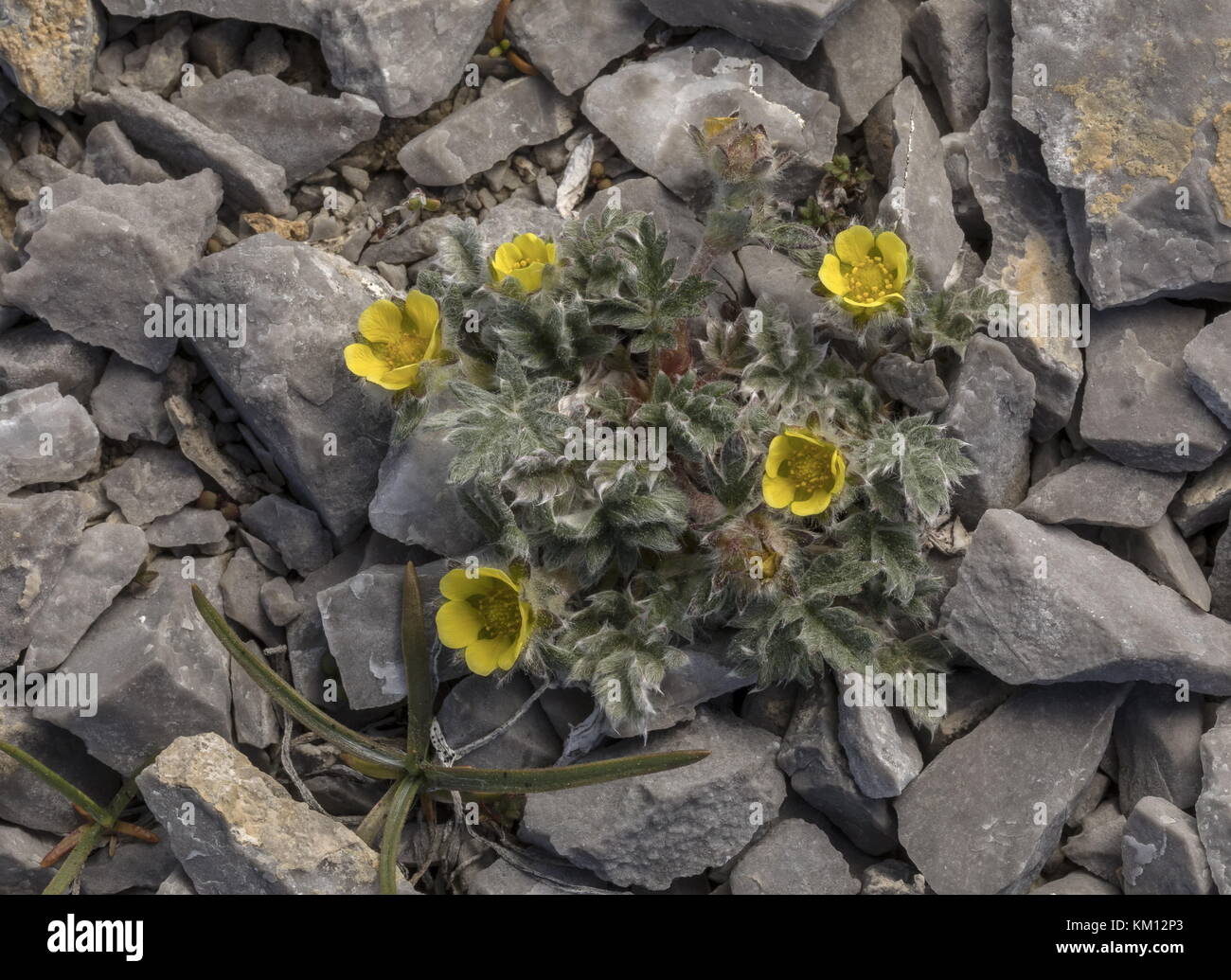 Burnt Cape Cinquefoil, Potentilla usticapensis in flower, Newfoundland. Stock Photo