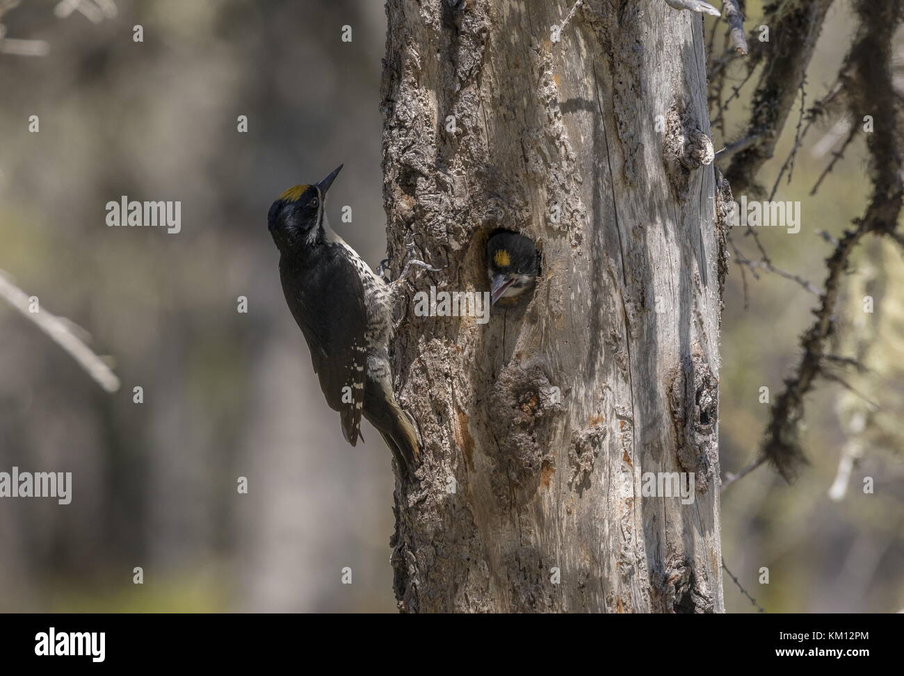 Male Black-backed woodpecker, Picoides arcticus,  at nest hole, with male nestling; Newfoundland. Stock Photo