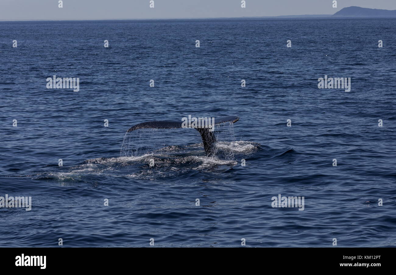 Distinctive tail fin, or fluke, of Humpback whale, Megaptera novaeangliae, diving off Newfoundland. Stock Photo