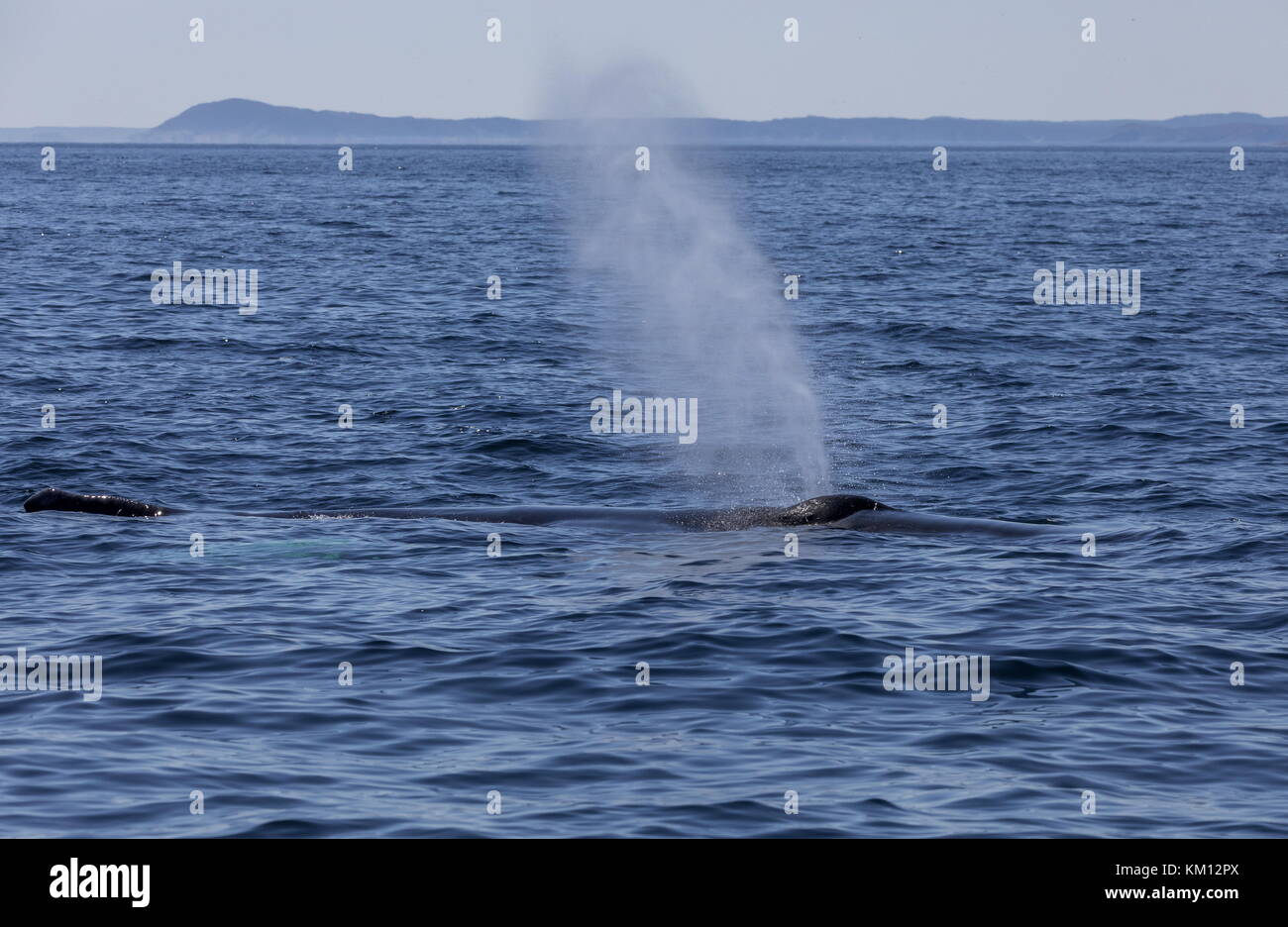 Humpback whale, Megaptera novaeangliae, surfacing to breathe. Stock Photo