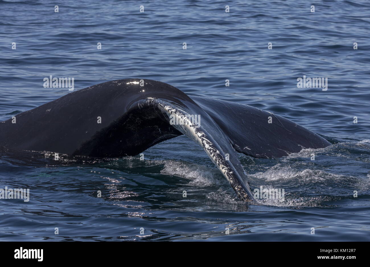 Distinctive tail fin, or fluke, of Humpback whale, Megaptera novaeangliae, diving off Newfoundland. Stock Photo